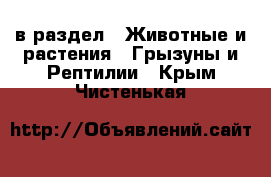  в раздел : Животные и растения » Грызуны и Рептилии . Крым,Чистенькая